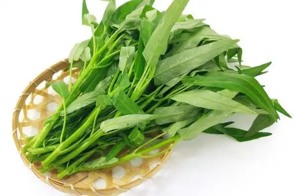 水培空心菜技术一起来看看吧