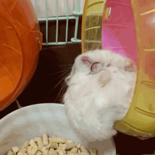 仓鼠太胖了怎么办?