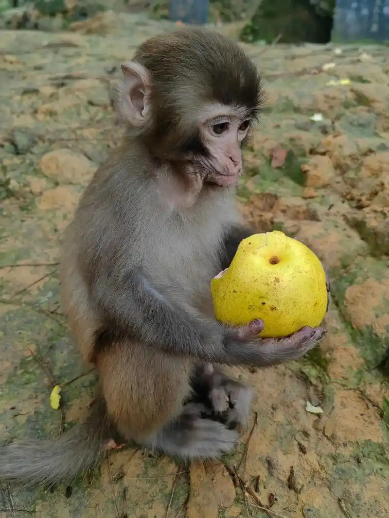 花果山的美猴王! - 抖音