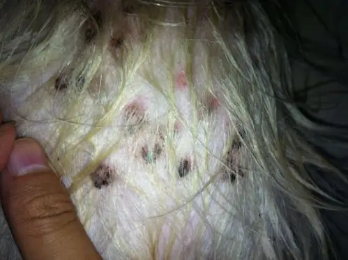 2013-07-02 13:30匿名|     分类:宠物 热心网友 我家狗狗皮肤病的