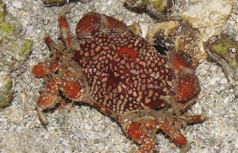 见到它们一定要躲远水中十大致命剧毒生物