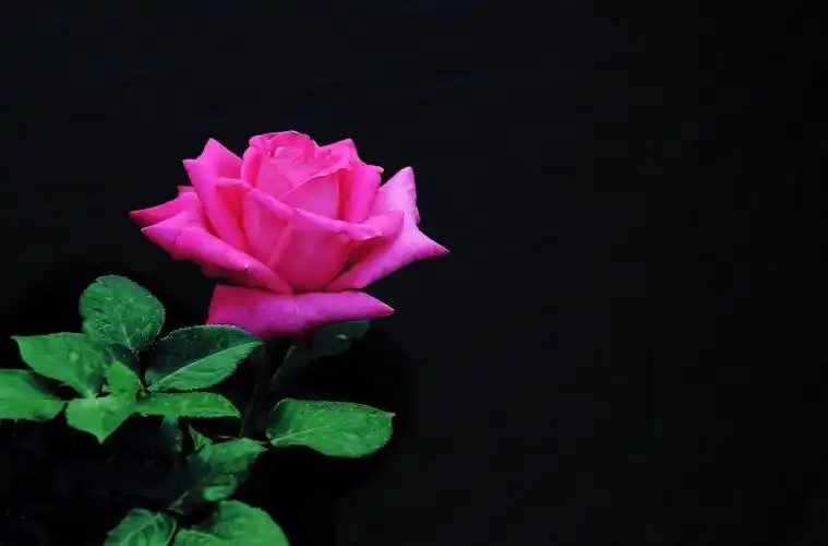 黑色背景下的月季花图片