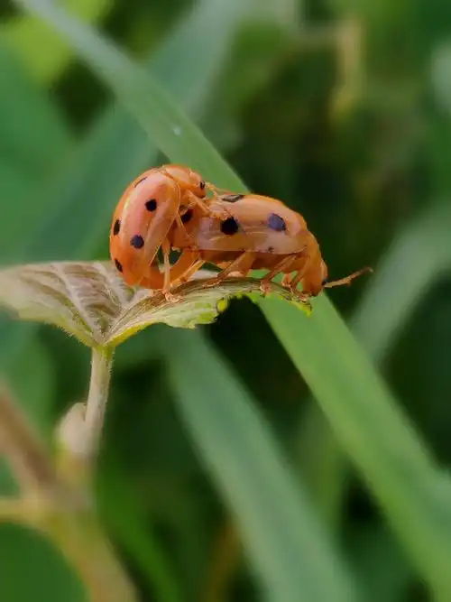 十星瓢虫的爱情季