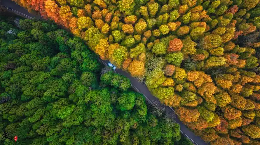 重庆最美的秋色来了,如何0元玩转南川山王坪,邂逅绝美双色水杉_景区