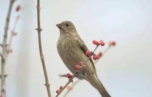 麻料鸟饲养和日常管理技巧,麻料幼鸟怎么喂养(亲爱的小伙伴麻料鸟)