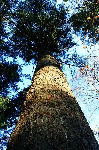 最美古树名木:红松