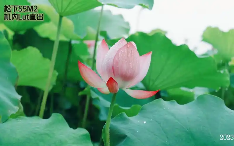 夏天雨中赏荷—夏雨荷
