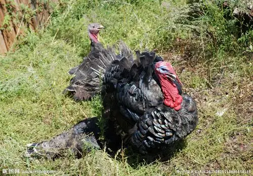 人工饲养的火鸡图片