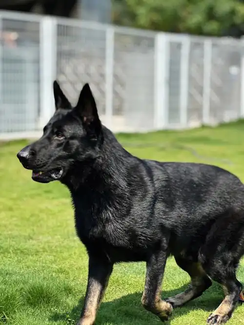 带回家保护我#东德牧羊犬  #狗狗日常