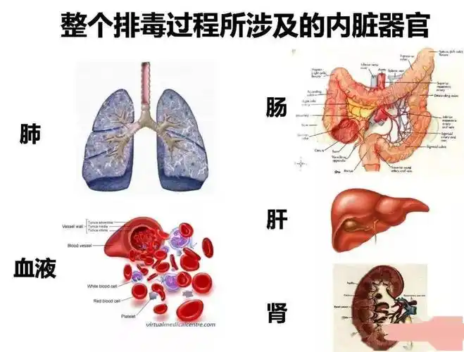 什么是毒素毒素是怎么产生的