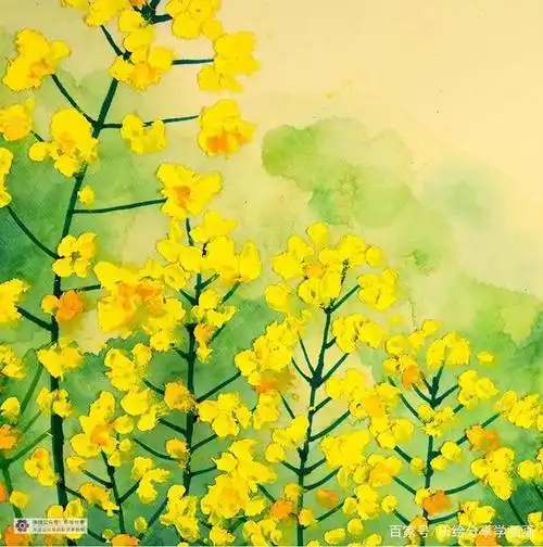 儿童画教程|教你用油画棒画春天里金灿灿的油菜花