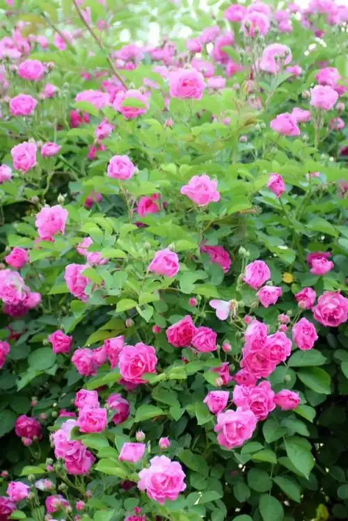 秦皇岛多处超美蔷薇花墙已上线打卡初夏的浪漫