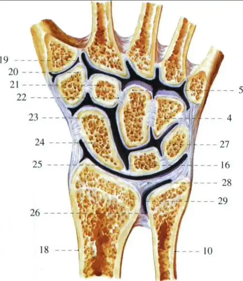 腕关节 (冠状切面)