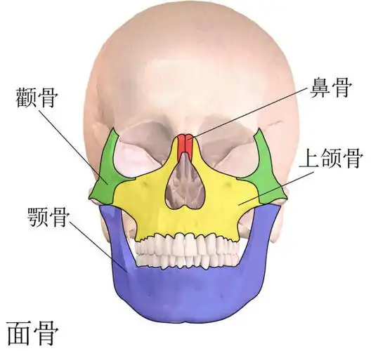 亚洲人是最不幼态化的人种