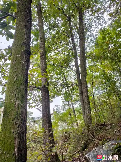 小叶青冈大量出售