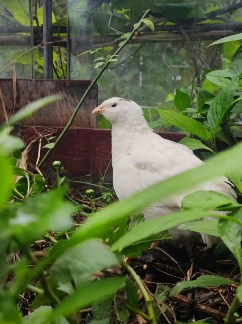 巨型白沙维鹌鹑2022.10.