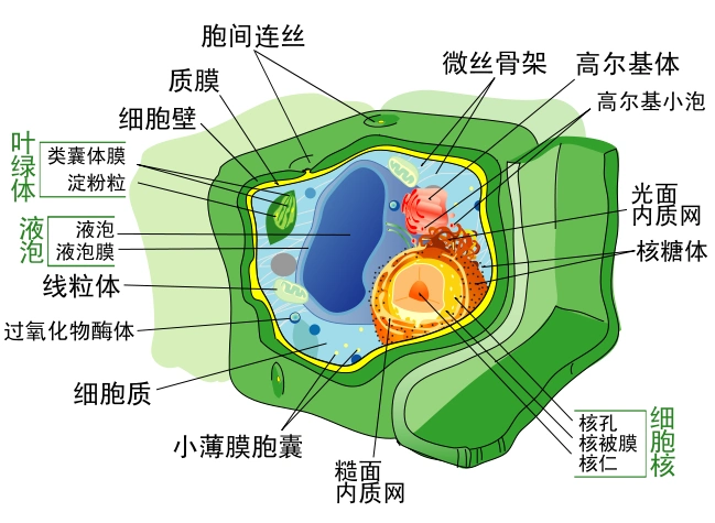 植物细胞结构