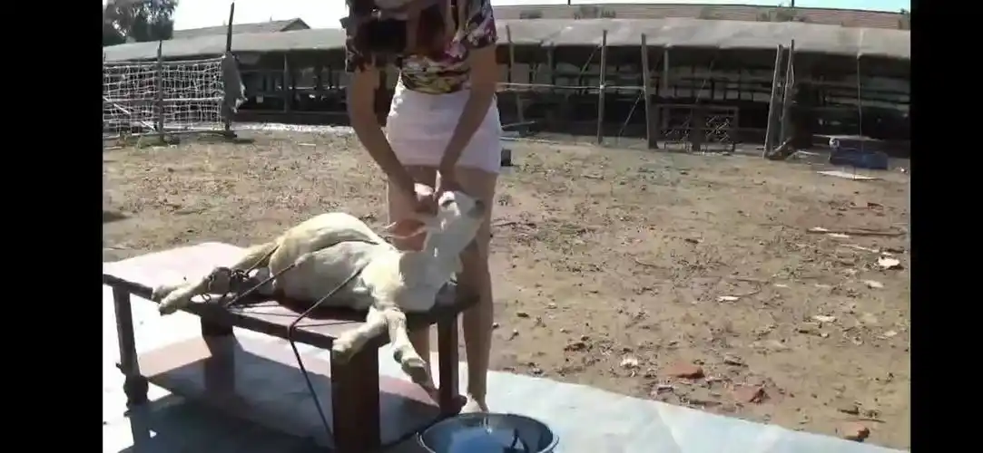 美女杀羊1-三农视频-搜狐视频