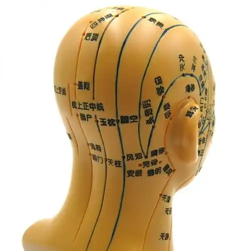 头部穴位模型中医用人体经络图教学1:1头穴头模针灸腧穴模具假头 47cm