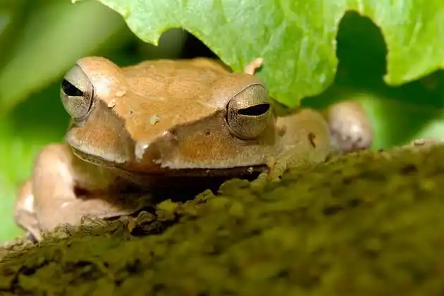 今日凤园之"莽牯朱蛤"