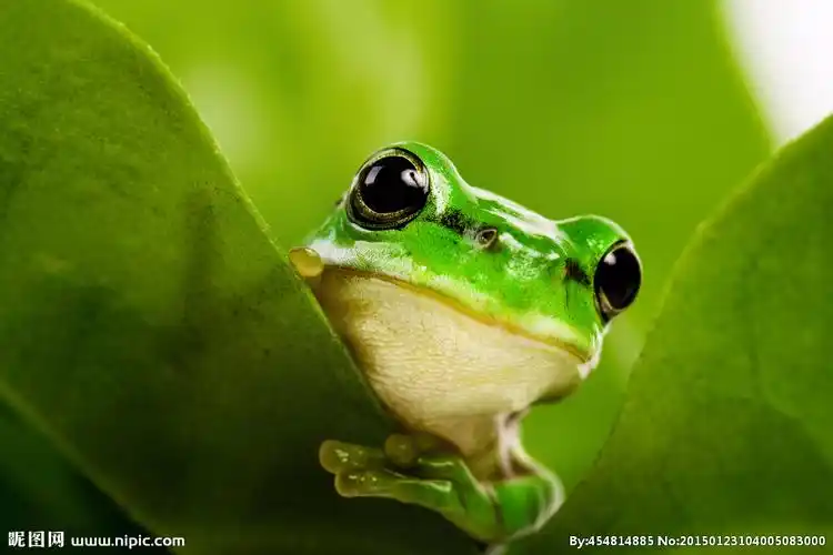 可爱青蛙摄影图__野生动物_生物世界_摄影图库_昵图网nipic.com