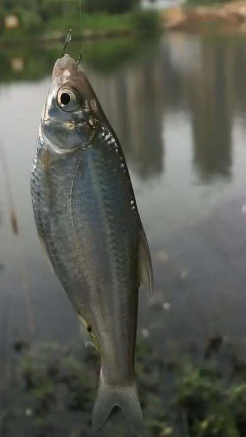 一些湍流下的河湾,流水口,都有大眼华鳊出没的踪影.