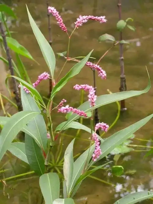 农村常见却又叫不上名字的植物整整三十多能叫出十个绝对高手