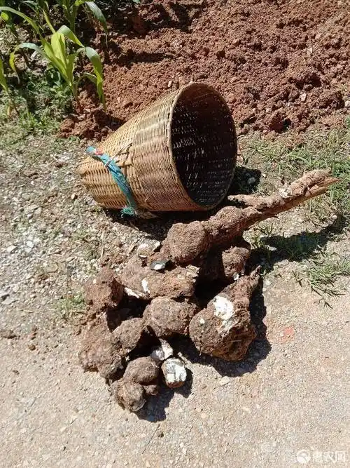 白茯苓 自家种植新鲜松茯苓