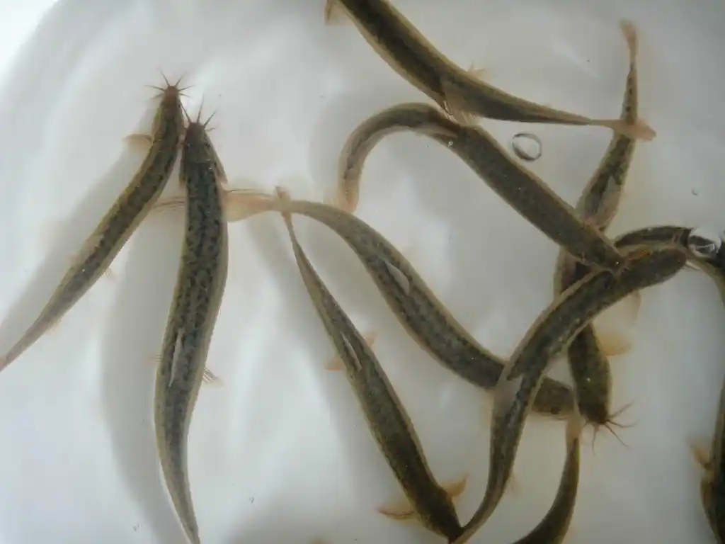 吃泥鳅到底去不去内脏?有哪些营养价值!