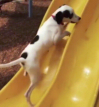 汪星人萌宠可爱狗狗gif动图_动态图_表情包下载_soogif