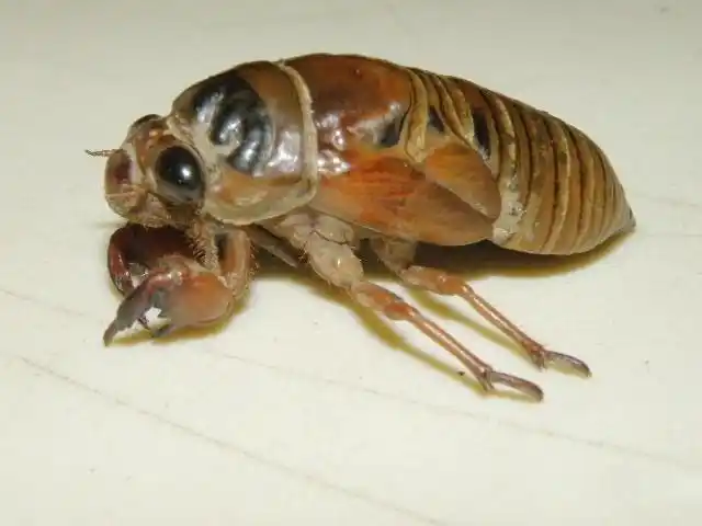 谁吃过有一种食物,是幼蝉子,看起来很恐怖