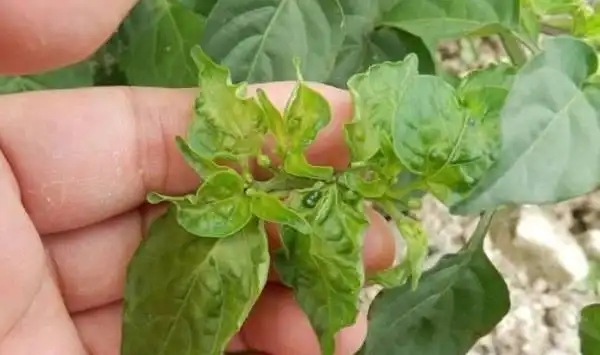 辣椒病毒病发生症状及预防措施