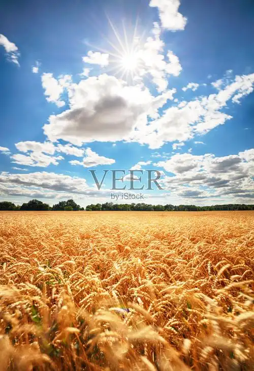 阳光明媚的麦田照片摄影图片