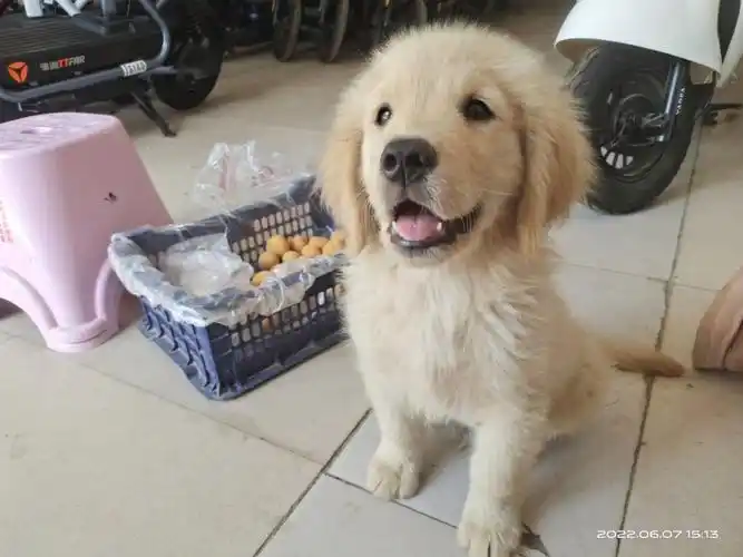 三个月的小金毛72