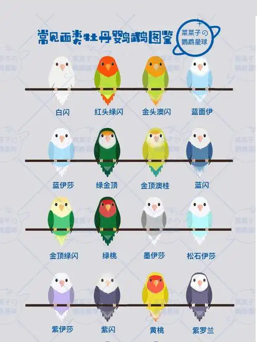 牡丹鹦鹉图鉴大图版