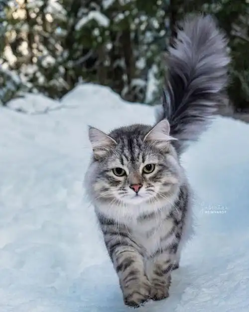 雪中的猫咪有多霸气