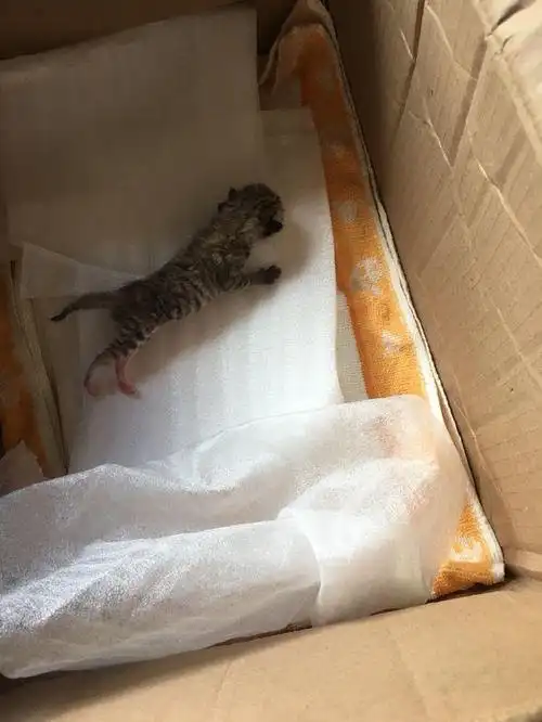 店铺楼顶发现一只刚出生的狸花猫带回家照顾一周后模样萌翻了