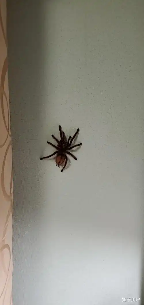 家里出现小蜘蛛怎么办有蜘蛛图片