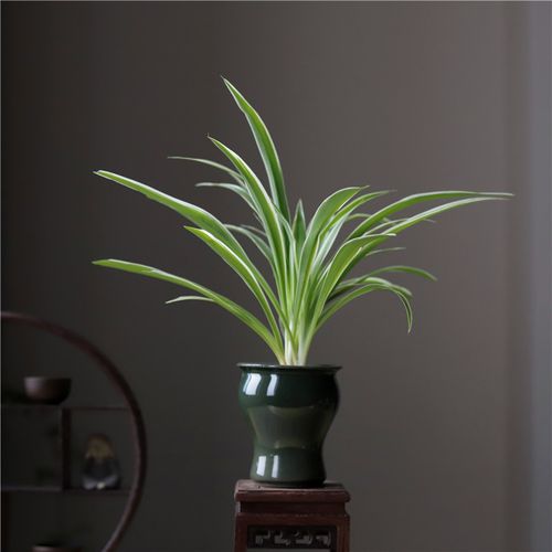 金边叶盆景净化空气甲醛迷你盆景茶室办公室观吊兰中式绿植