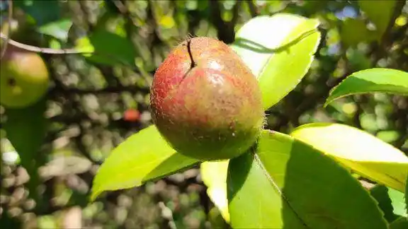 见过茶花树上结的果子吗上山遇到很多红彤彤真可爱