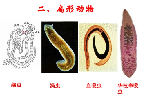 第五单元第一章第一节腔肠动物和扁形动物课件共22张ppt