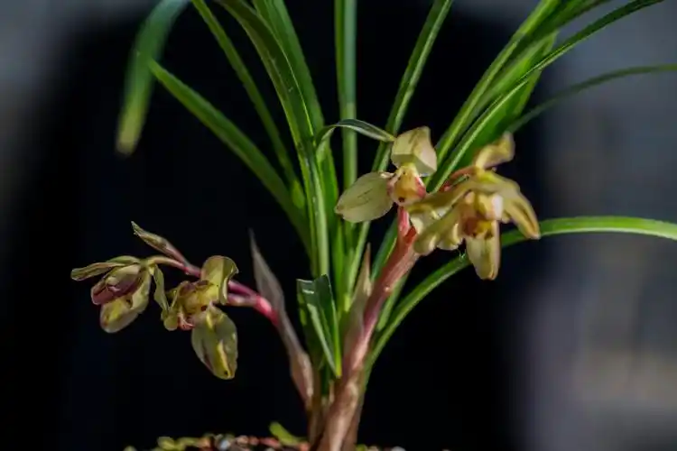 贵州野生兰花珍稀品种(春兰)