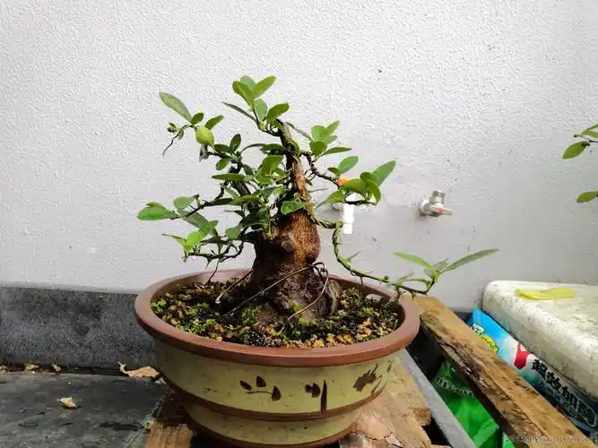 盆景艺术在线-我的一盆小金豆 (1) - powered by discuz!