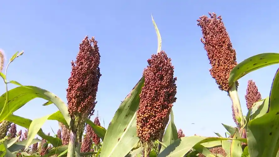 咸安区向阳湖镇3100亩红高粱喜获丰收