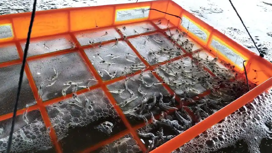 南美白对虾养殖管理技术要点