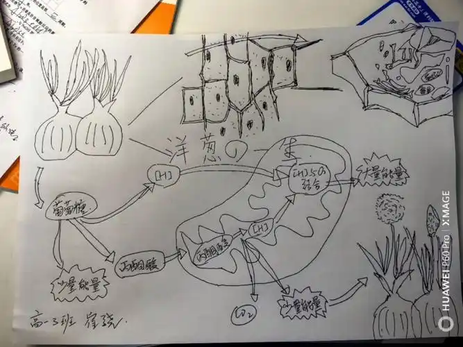 生物思维导图--洋葱的一生