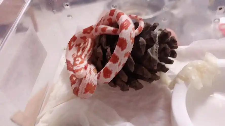 玉米蛇蜕皮,探测我的味道