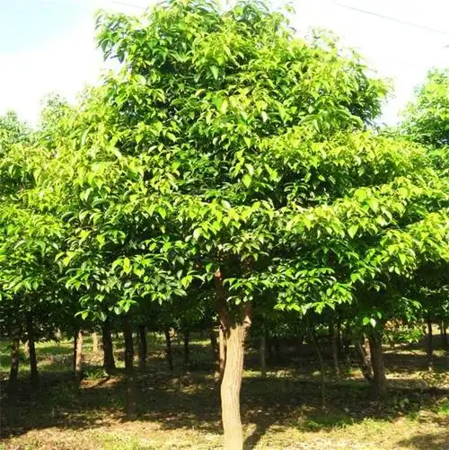 1030公分香樟小叶香樟农户价