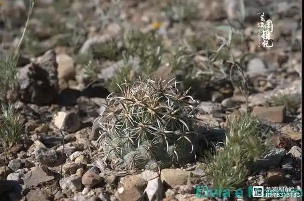 仙人球凤舞介绍coryphantha kracikii