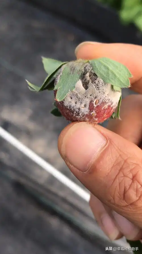 草莓灰霉病的防治有多难为何总是治不好